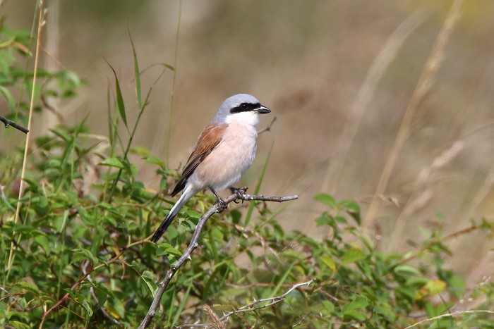 Red-backed Shrike