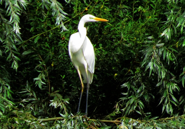 Great White Egret