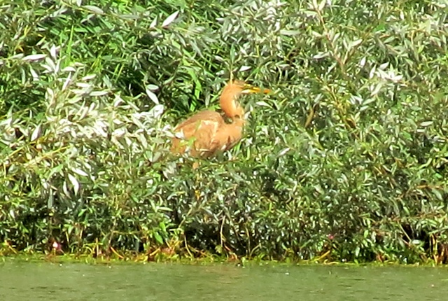 Purple Heron