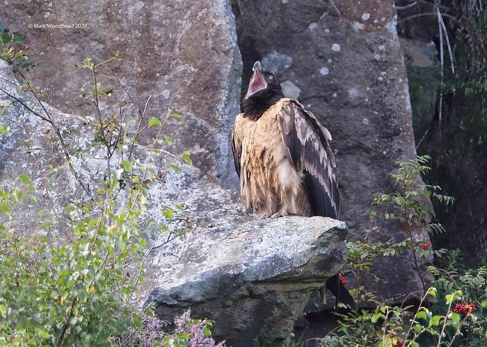 Lammergeier 