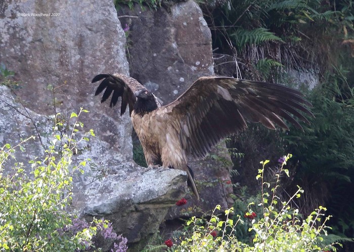 Lammergeier 