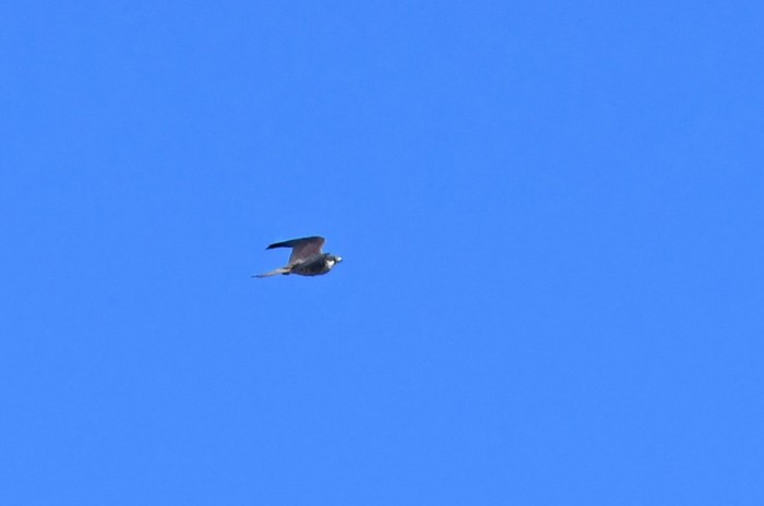 Eleonora's Falcon