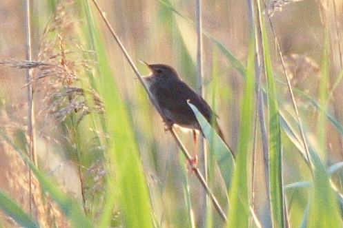 River Warbler