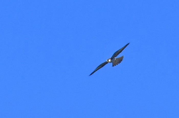 Eleonora's Falcon