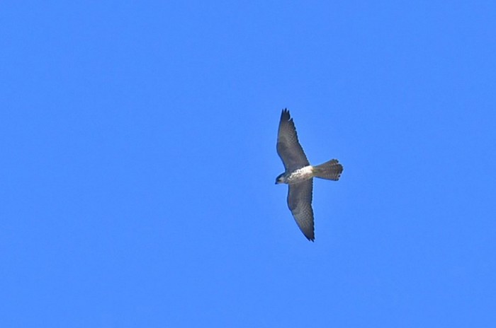 Eleonora's Falcon