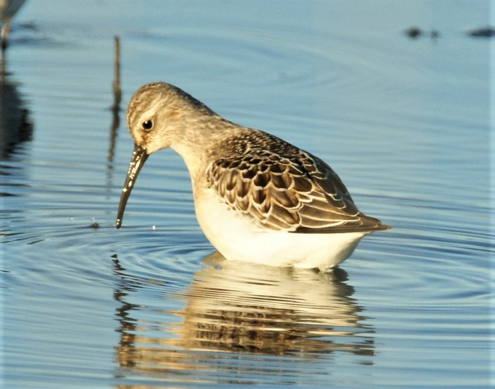Curlew Sandpiper