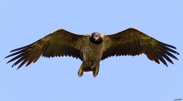 Lammergeier 