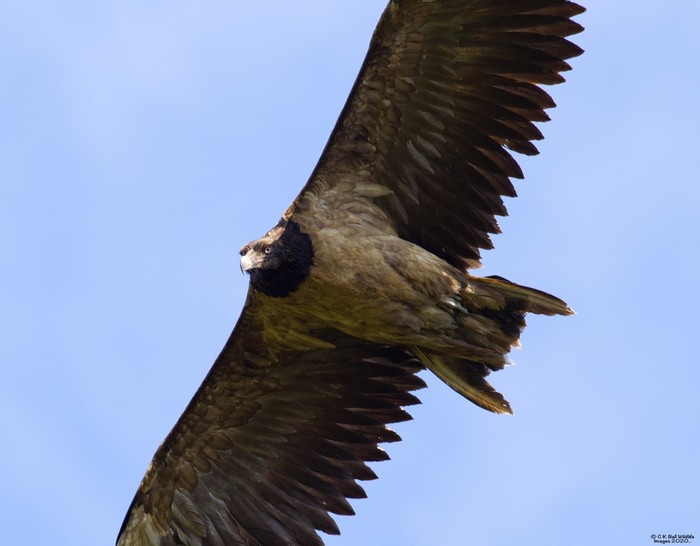 Lammergeier 