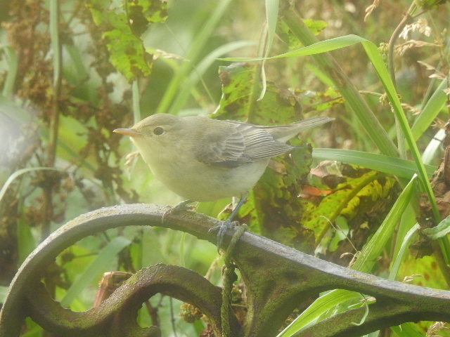 Icterine Warbler