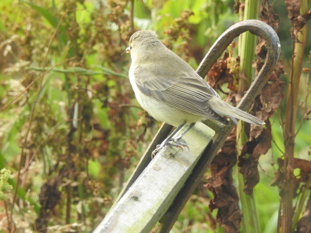 Icterine Warbler
