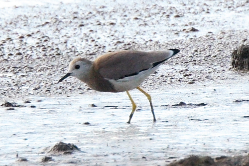 White-tailed Plover