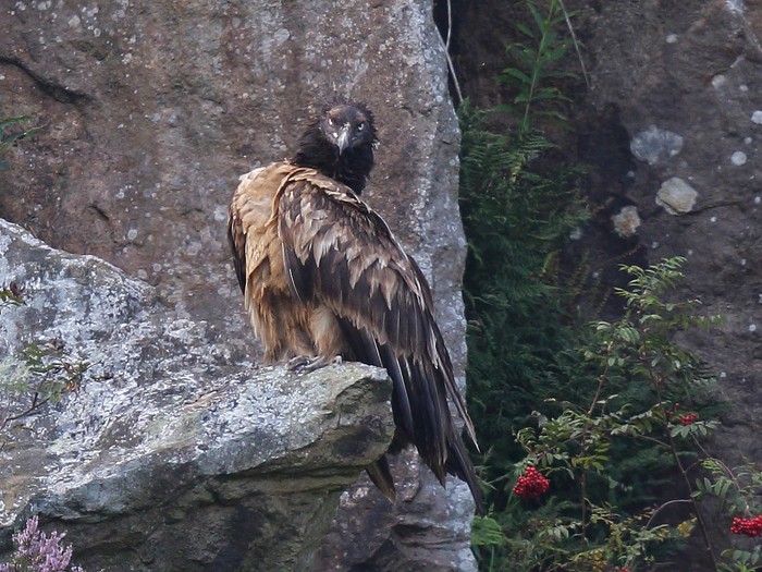 Lammergeier 