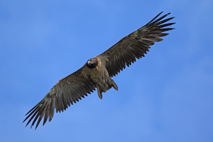 Lammergeier 