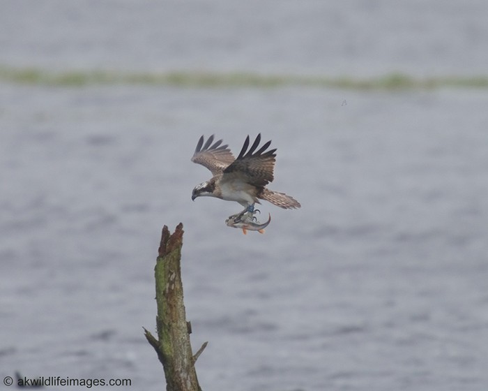 Osprey
