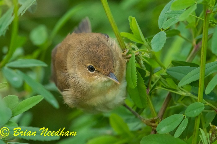 Reed Warbler