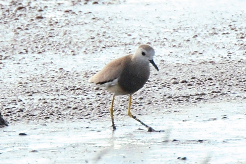 White-tailed Plover