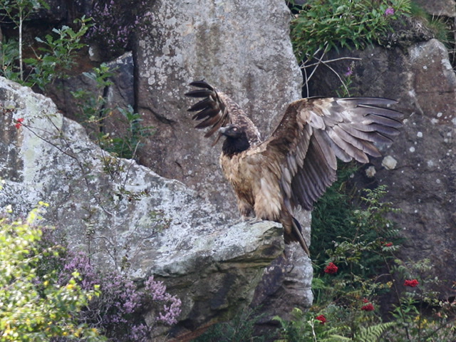 Lammergeier 