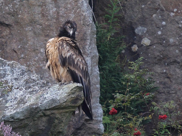 Lammergeier 