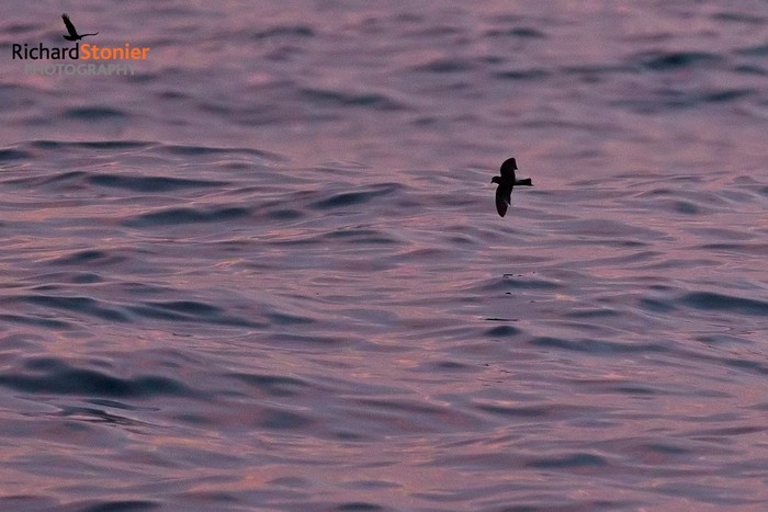 Wilson's Petrel