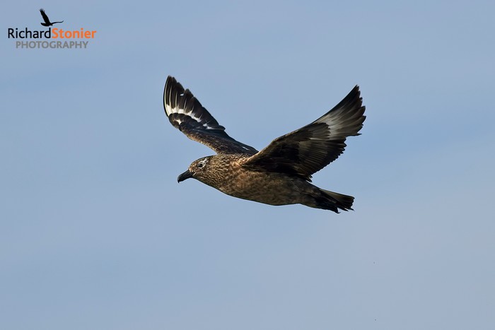 Great Skua
