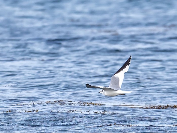 Sabine's Gull