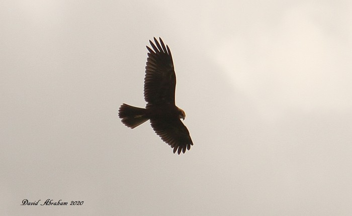 Marsh Harrier 