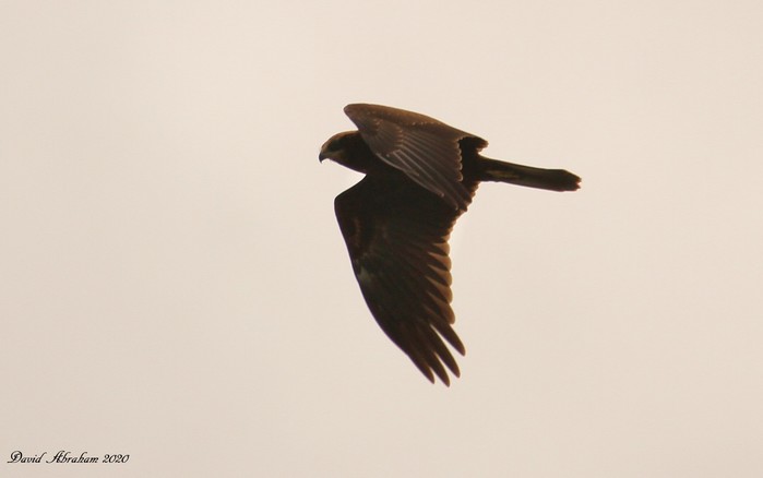 Marsh Harrier