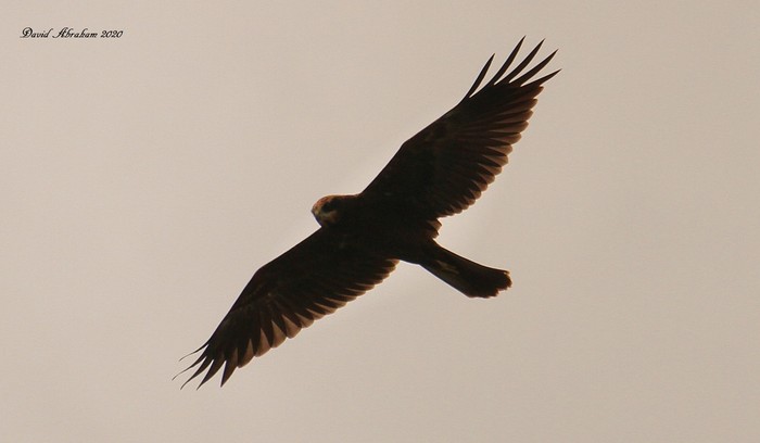 Marsh Harrier 