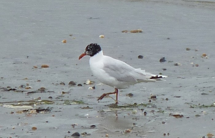 Mediterranean Gull