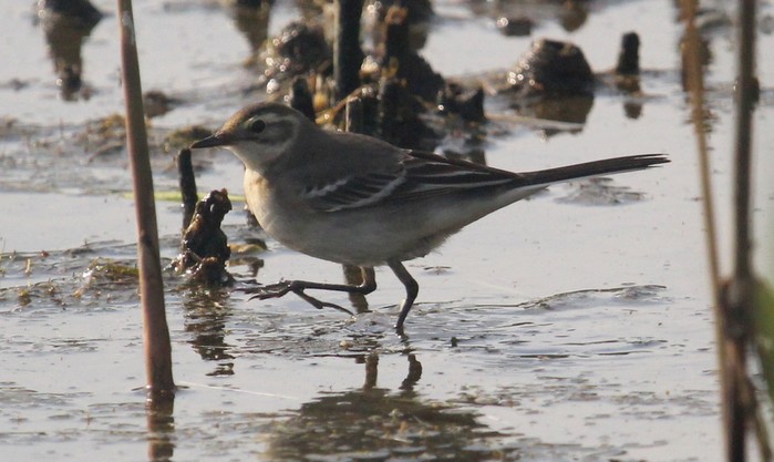 Citrine Wagtail