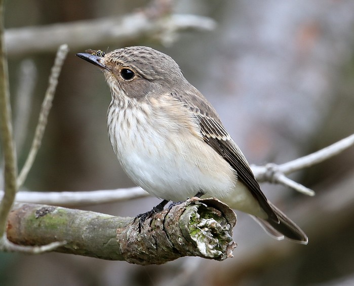 Spotted Flycatcher