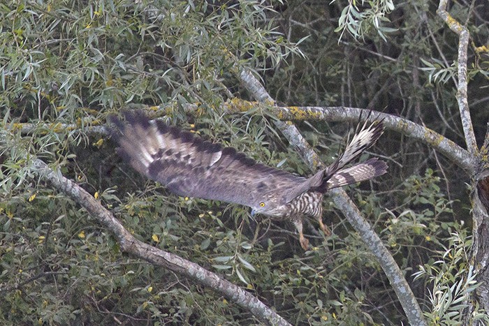 Honey Buzzard