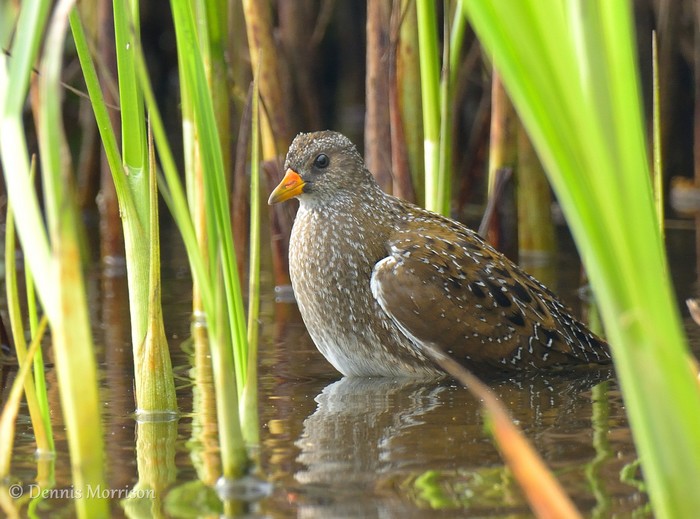 Spotted Crake