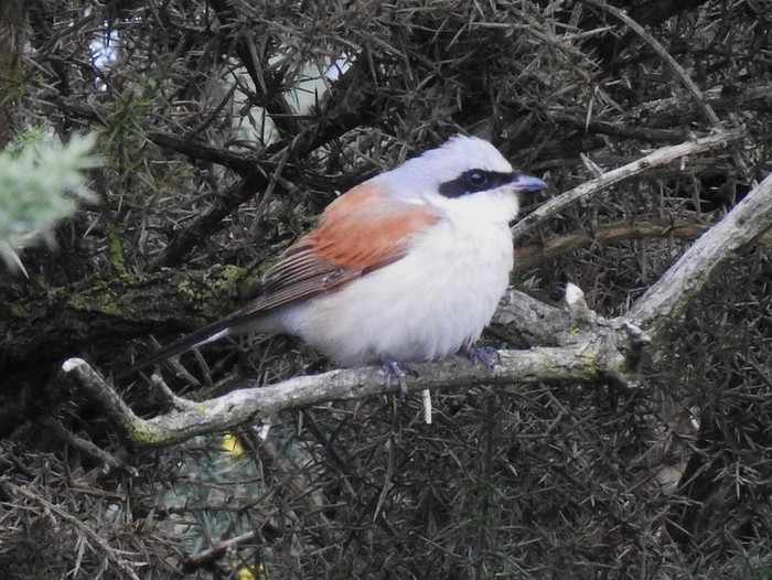 Red-backed Shrike