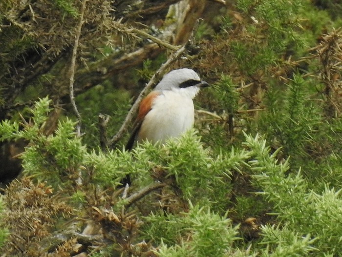 Red-backed Shrike