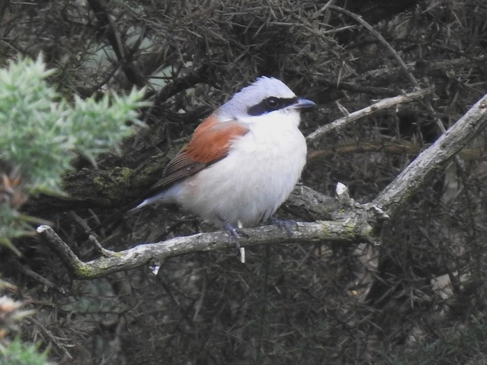 Red-backed Shrike