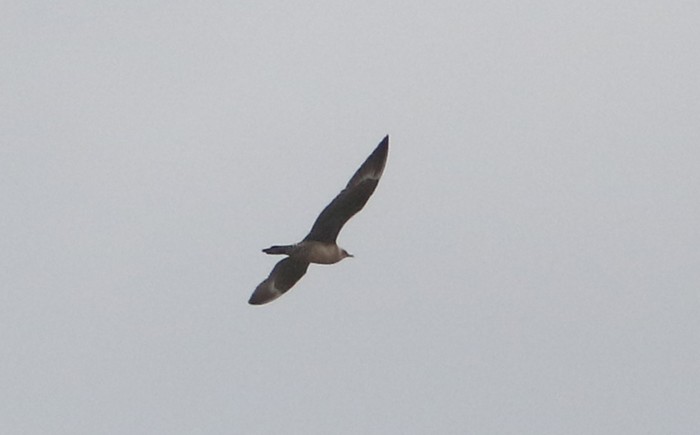 Long-tailed Skua