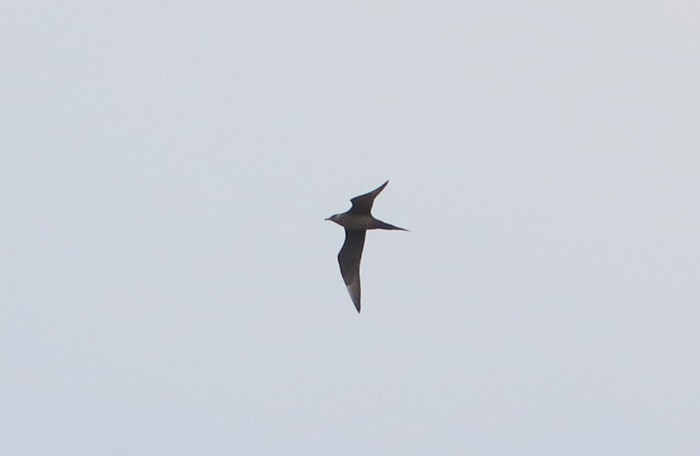 Arctic Skua