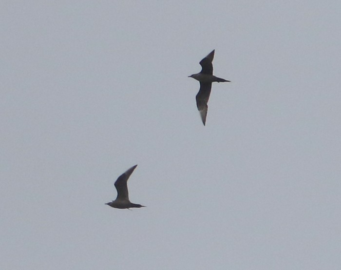 Arctic Skua