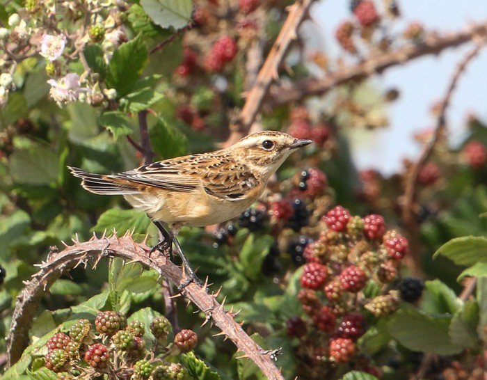 Whinchat