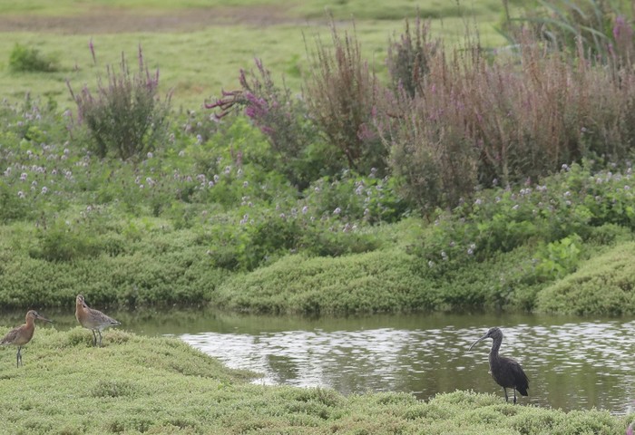 Glossy Ibis