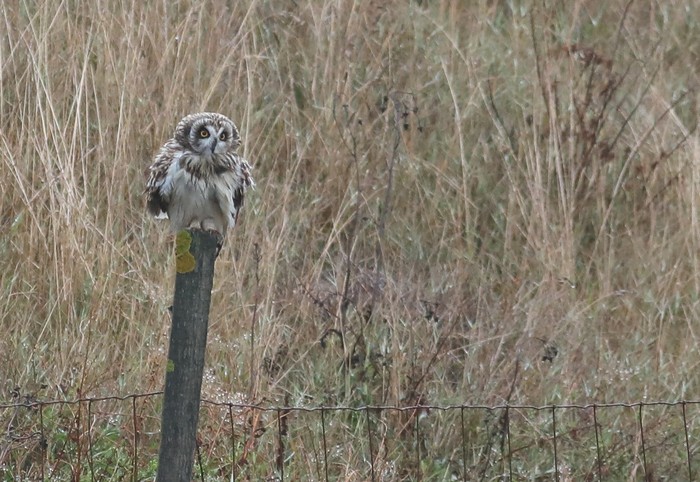 Short-eared Owl