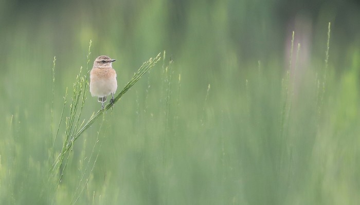 Whinchat