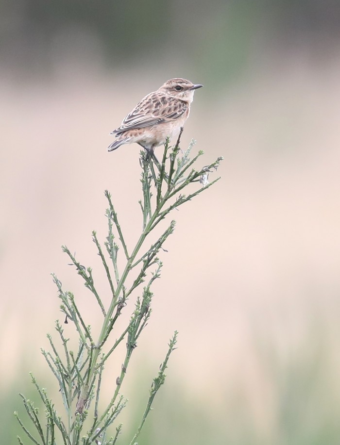 Whinchat