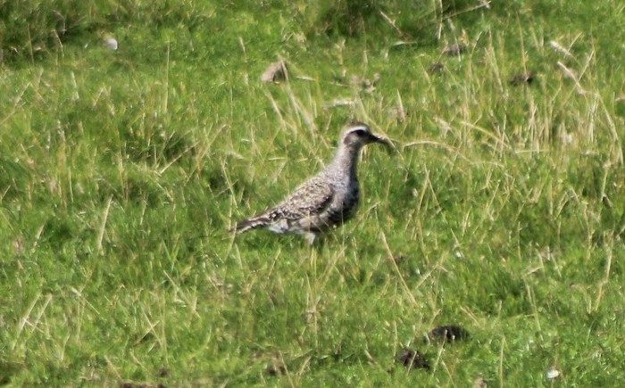 American Golden Plover