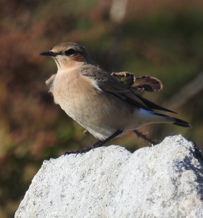 Wheatear