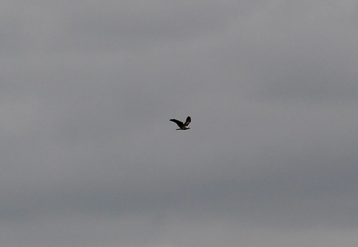 Honey Buzzard