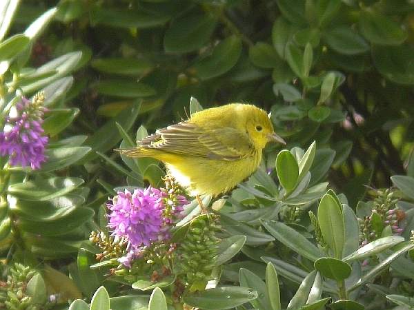 Yellow Warbler