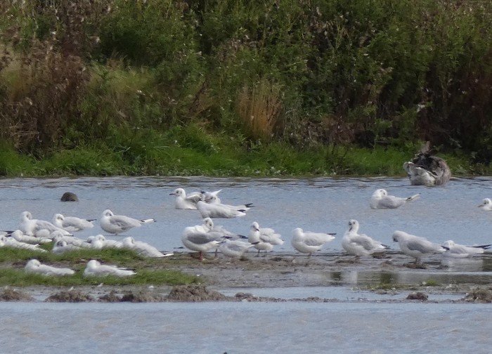 Little Gull