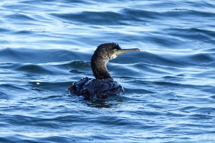 Shag